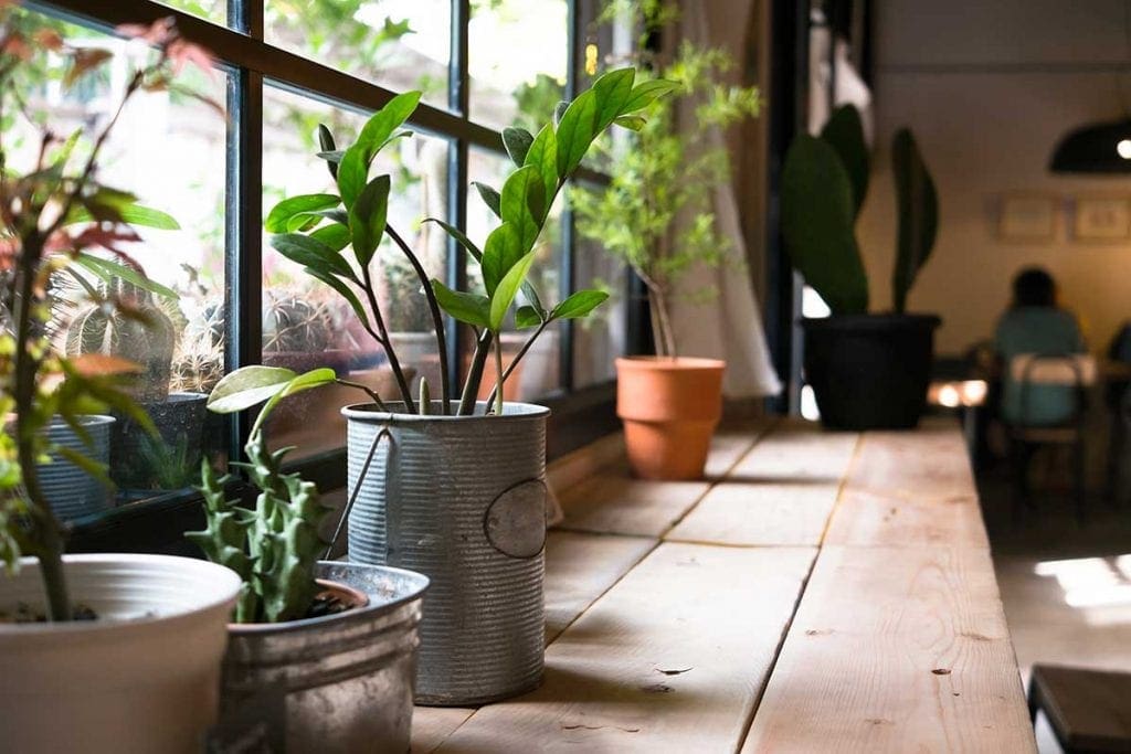 17-Easy-to-Maintain,-Hardy-Indoor-Plants