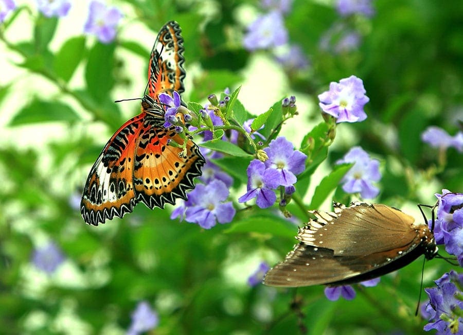 Backyard into a Butterfly Garden