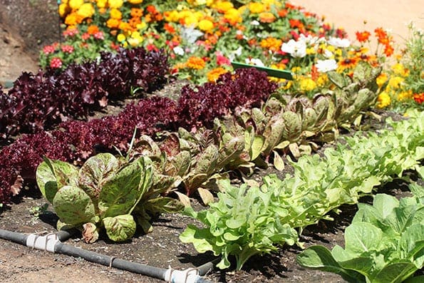 8 Vegetable Garden Ideas